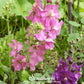 Verbascum Mullein Mix – 100 Seeds