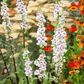Wedding Candles Verbascum – 50 Seeds