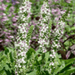 Wedding Candles Verbascum – 50 Seeds