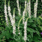 Wedding Candles Verbascum – 50 Seeds