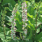 Wedding Candles Verbascum – 50 Seeds