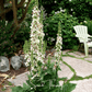 Wedding Candles Verbascum – 50 Seeds