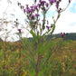 100 Vernonia noveboracensis Seeds | New York Ironweed | Native Perennial Wildflower | Pollinator-Friendly Meadow & Garden Plant