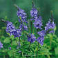 Royal Blue Veronica Speedwell – 50 Seeds