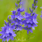 Royal Blue Veronica Speedwell – 50 Seeds