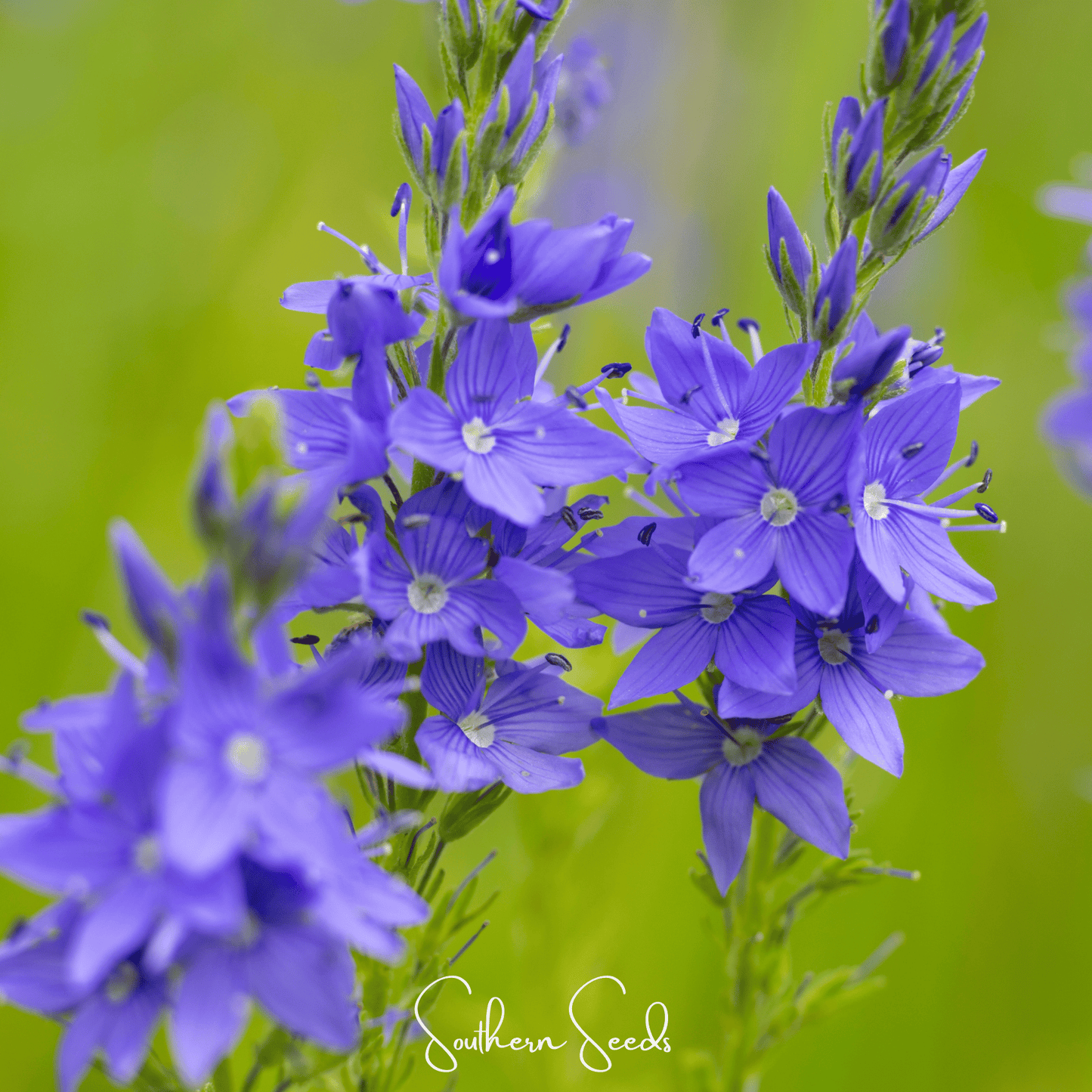 Royal Blue Veronica Speedwell – 50 Seeds