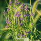 Blue Vervain – 100 Seeds