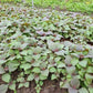 Vietnamese Perilla - 2000 Seeds - La Tia to - Shiso Seeds Perilla Frutescens, Asian Herb, Microgreens Heat & Drought Tolerant