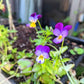 Viola Johnny Jump-Up Seeds