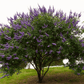 Vitex (Chaste Tree – Texas Lilac) – 20 Seeds