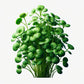 Watercress Seeds (4x)