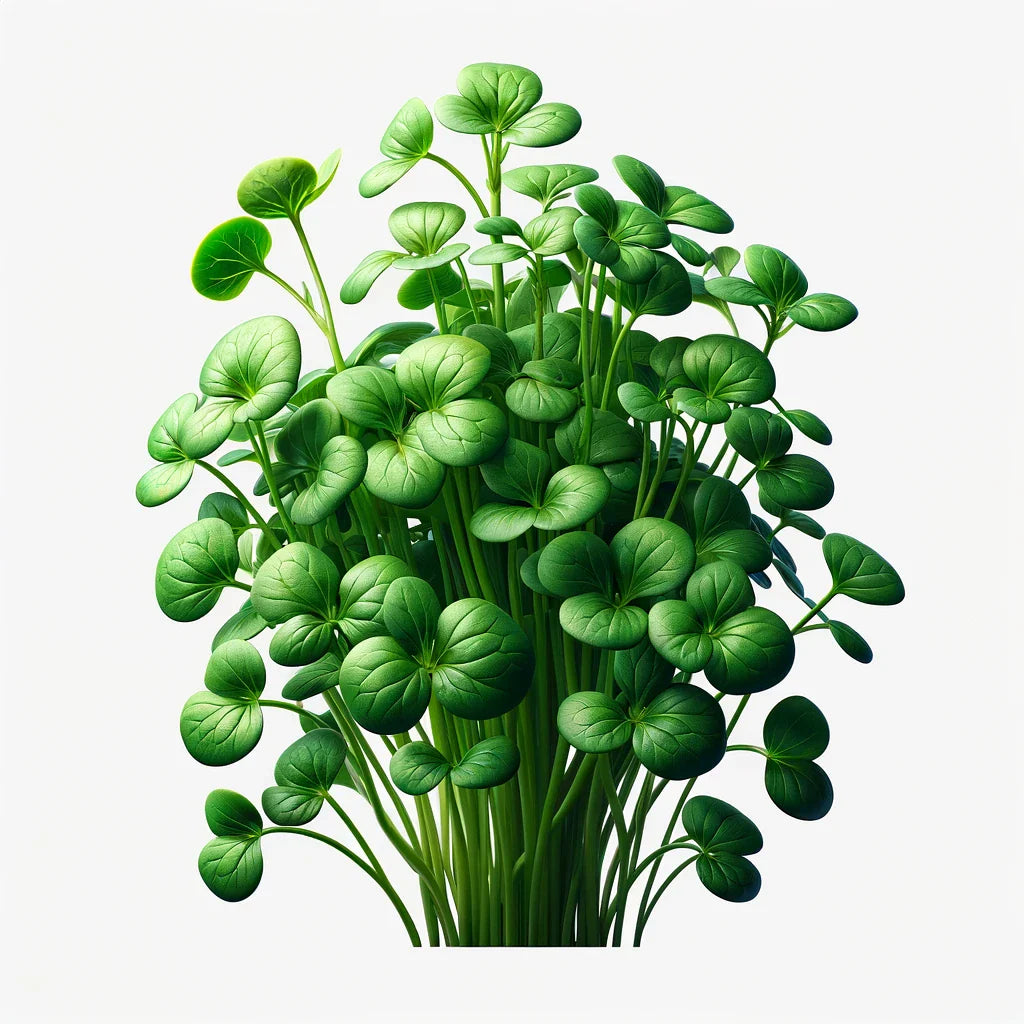 Watercress Seeds (4x)