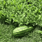 Congo Watermelon – 25 Seeds
