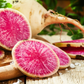 Watermelon Radish – 50 Seeds