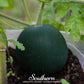 Sugar Baby Watermelon – 25 Seeds