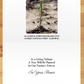 Plant-a-Tree Wedding Favors - A Living Tribute
