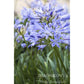 Baby Pete™ Agapanthus