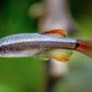 White Cloud Minnow