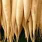 300 LUNAR WHITE CARROT Daucus Carota Vegetable Seeds