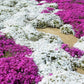 White Magic Creeping Thyme Seeds - Thymus Serpyllum - Heirloom Ground Cover Plants Easy to Plant and Grow - Open Pollinated