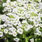 White Magic Creeping Thyme Seeds - Thymus Serpyllum - Heirloom Ground Cover Plants Easy to Plant and Grow - Open Pollinated