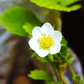 White Soul Strawberry – 100 Seeds