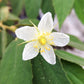 Strawberry Tree, Red (Muntingia calabura)