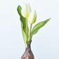8" Faux Real Touch White Tulips in Bulb w/pick