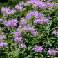 Wild Bergamot Bee Balm (Mintleaf) – 100 Seeds
