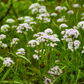 Wild Garlic – 25 Seeds