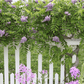 American Wisteria – 5 Seeds