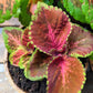 Wizard Coleus Mix Seeds