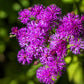 250 PURPLE IRONWEED Prairie Vernonia Fasciculata Flower Seeds