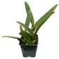Rhyncholaeliocattleya Maria Angamarca