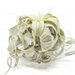 Special Curly Tillandsia Xerographica - Limited Quantities / 6-8 Inches Wide