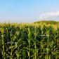 75 SOUTH AMERICAN Yellow POPCORN Corn Zea Mays Heirloom Vegetable Seeds