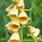 100 YELLOW FOXGLOVE Digitalis Grandiflora Sun or Shade Pollinator aka Large Foxglove or Big-Flowered Foxglove - Flower Seeds