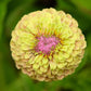20 Organic QUEENY LIME MIX ZINNIA Elegans Mixed Colors Red Orange Yellow Pink Green Queen Flower Seeds