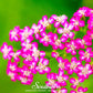 Cerise Queen Yarrow – 50 Seeds