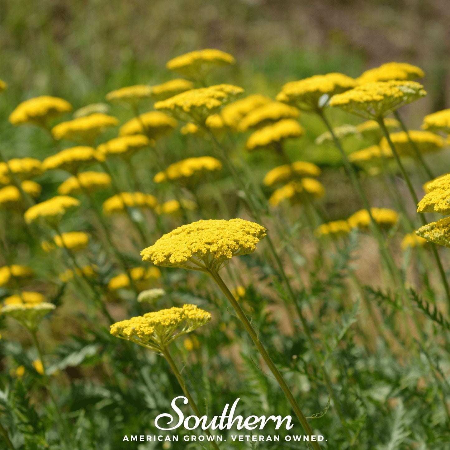 Golden Parker Yarrow – 100 Seeds – Orchid Stuff Plus