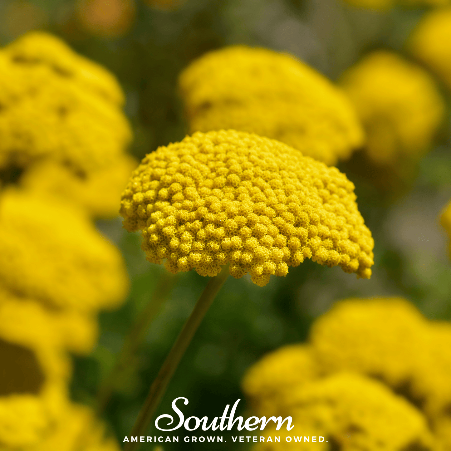 Golden Parker Yarrow – 100 Seeds – Orchid Stuff Plus