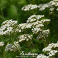 White Yarrow – 100 Seeds