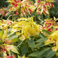 Yellow Amaranth – 100 Seeds