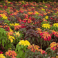 Yellow Amaranth – 100 Seeds