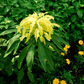 Yellow Amaranth – 100 Seeds