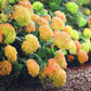 Yellow Hydrangea Seeds - Beautiful Attractive Showy and Hardy Perennial Flowers