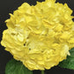 Yellow Hydrangea Seeds - Beautiful Attractive Showy and Hardy Perennial Flowers