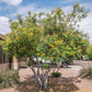 Yellow Pride of Barbados - Mexican Desert Yellow Flowering Bird of Paradise Seeds - Tropical Ambiance Year-Round - Caesalpinia Mexicana
