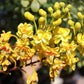 Yellow Pride of Barbados - Mexican Desert Yellow Flowering Bird of Paradise Seeds - Tropical Ambiance Year-Round - Caesalpinia Mexicana