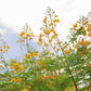 Yellow Pride of Barbados - Mexican Desert Yellow Flowering Bird of Paradise Seeds - Tropical Ambiance Year-Round - Caesalpinia Mexicana